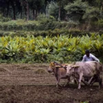 Bihar Election Result: बिहार में NDA की जोरदार वापसी, किसानों के लिए किए बड़े वादों पर अब सबकी नजरें