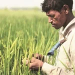 पीएम-किसान की 21वीं किस्त जारी! लेकिन कई किसानों के खाते खाली – आखिर वजह क्या है?