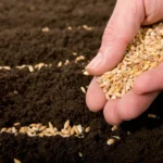 महाराष्ट्र में रबी फसलों की बोआई धीमी, अब तक सिर्फ 9.14 लाख हेक्टेयर में हुई खेती; किसान चिंतित