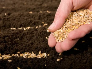 महाराष्ट्र में रबी फसलों की बोआई धीमी, अब तक सिर्फ 9.14 लाख हेक्टेयर में हुई खेती; किसान चिंतित